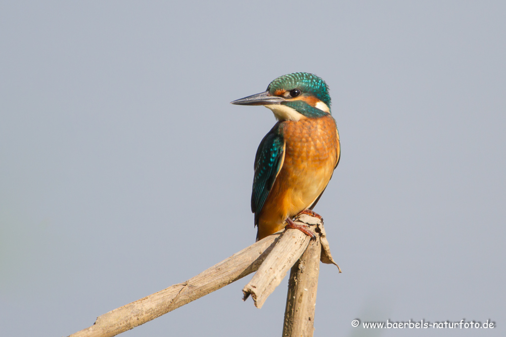 Eisvogel