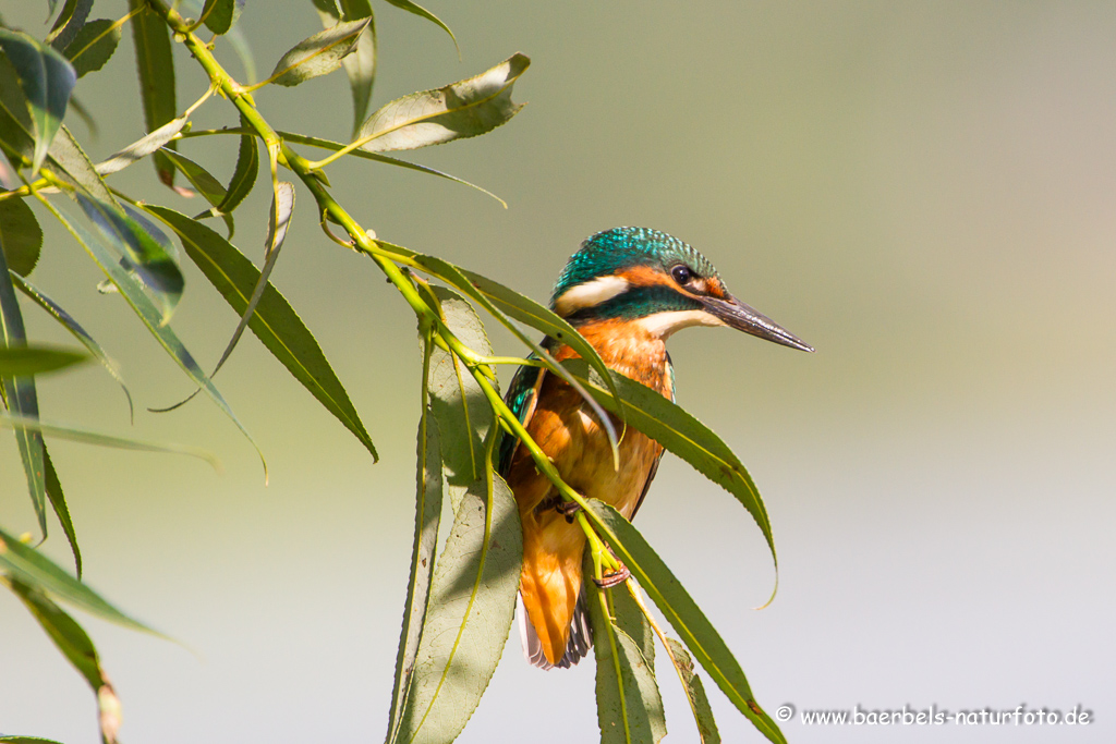 Eisvogel