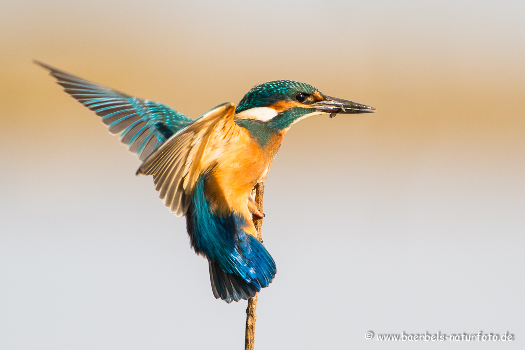 Eisvogel