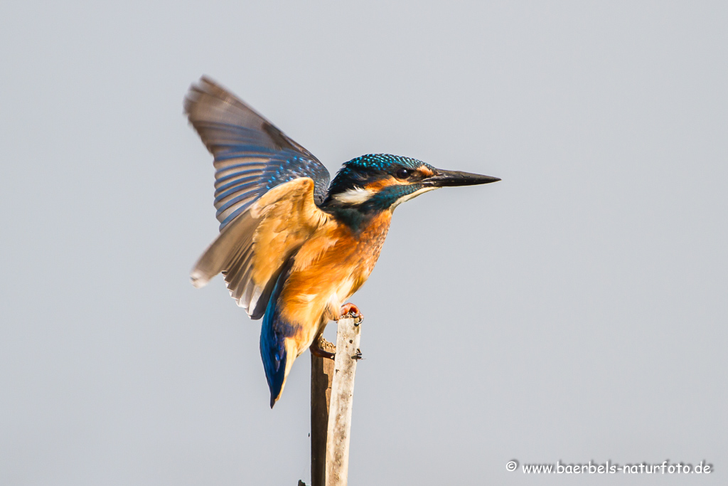 Eisvogel