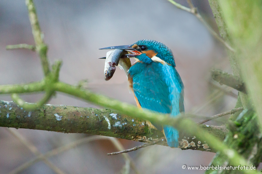 Eisvogel