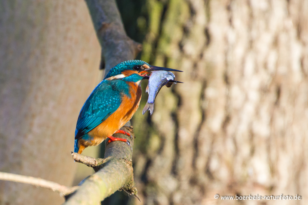 Eisvogel