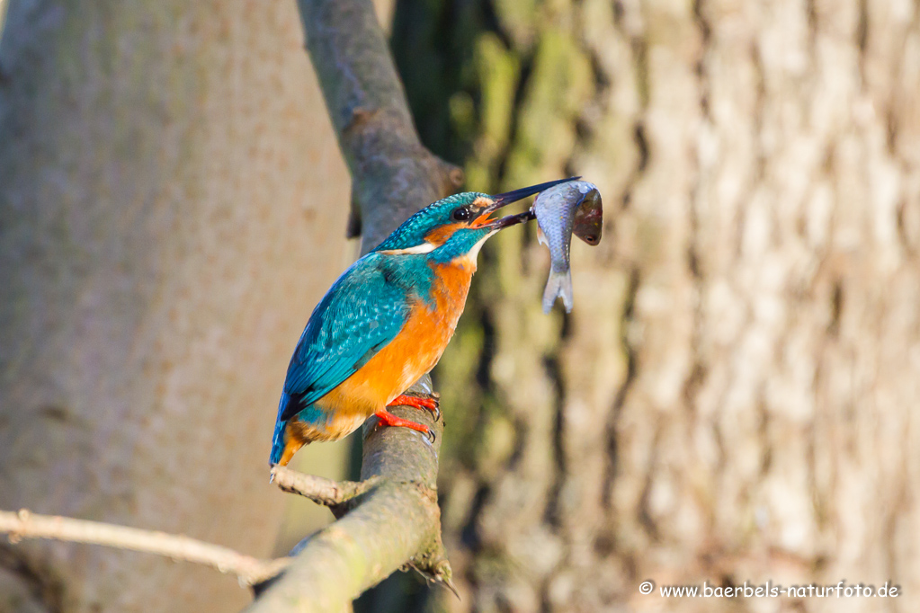 Eisvogel