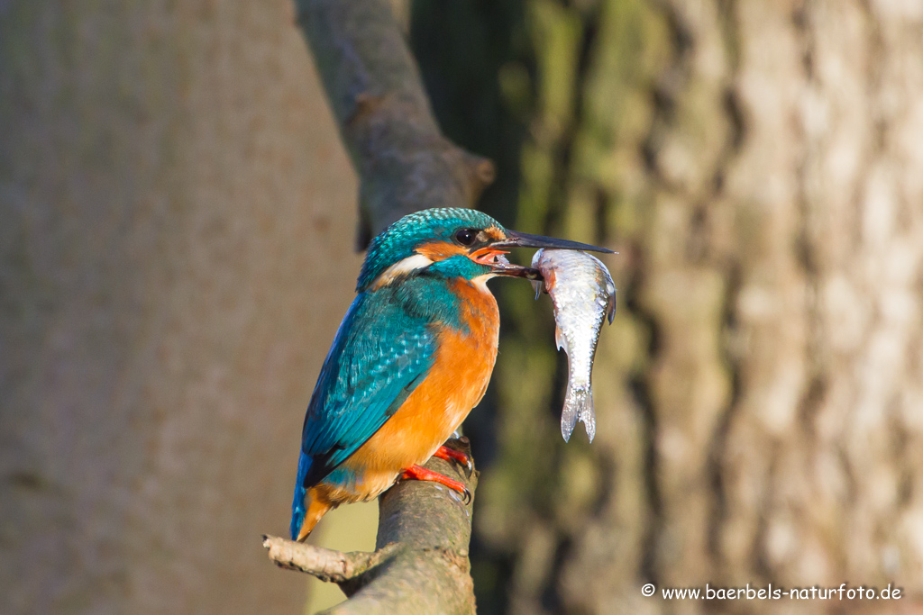 Eisvogel