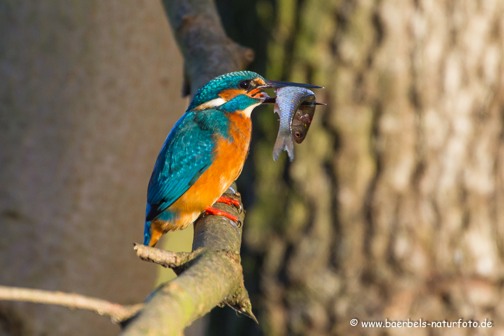 Eisvogel