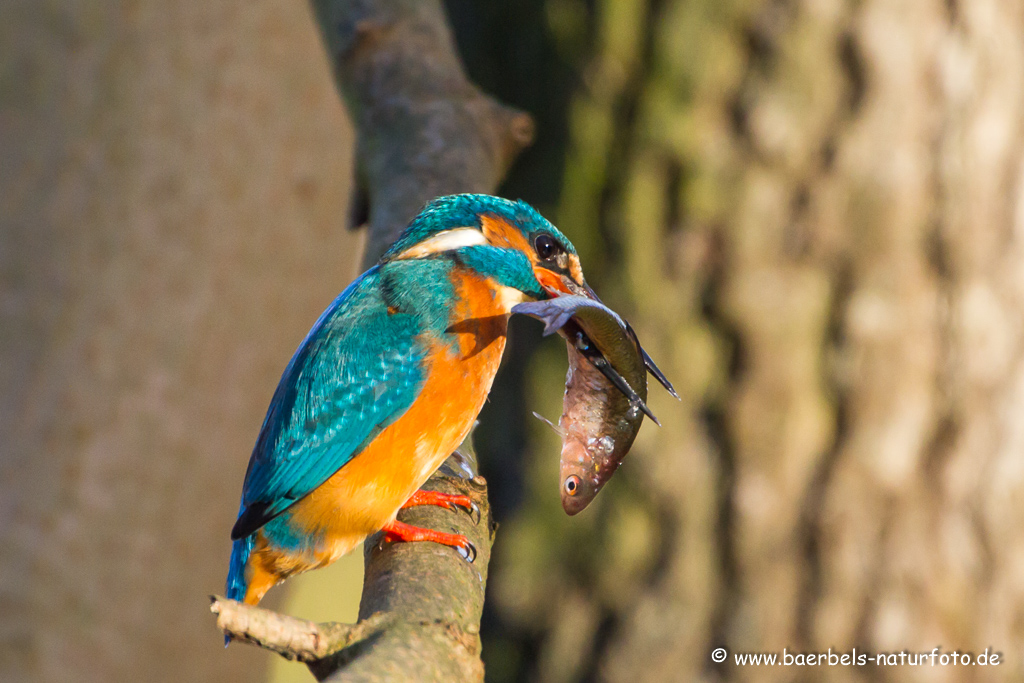 Eisvogel