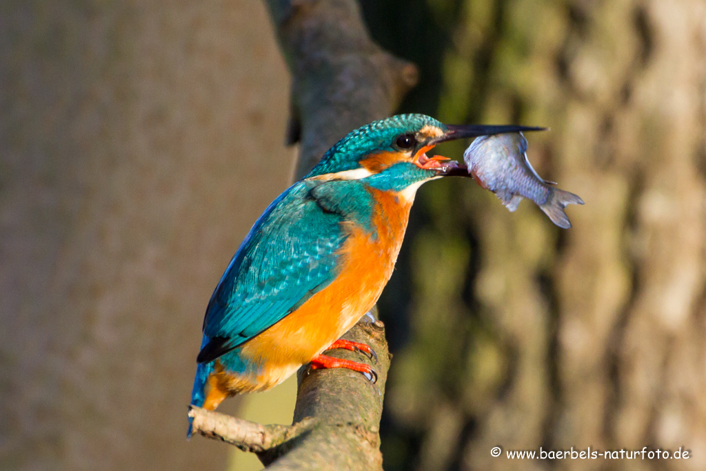 Eisvogel