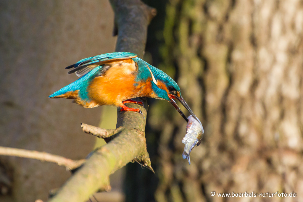 Eisvogel