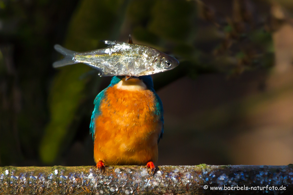 Eisvogel