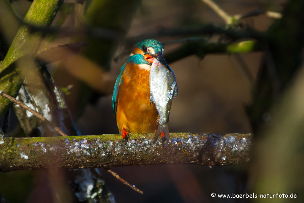 Eisvogel