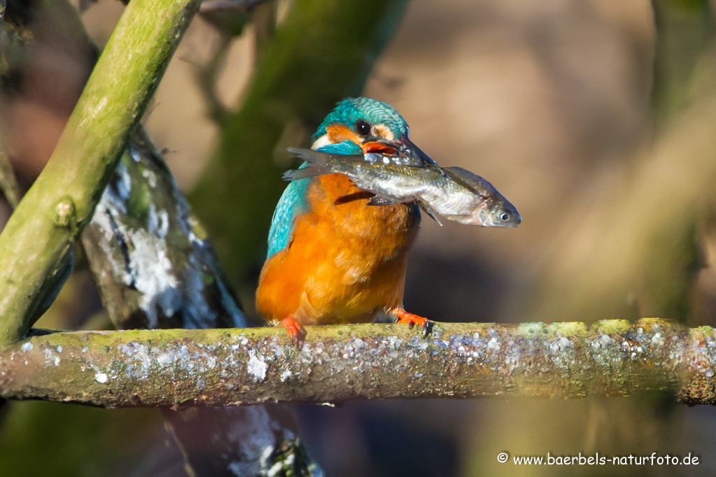 Eisvogel