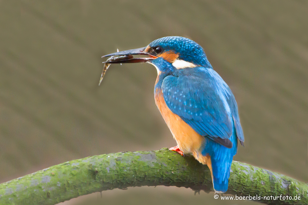 Eisvogel