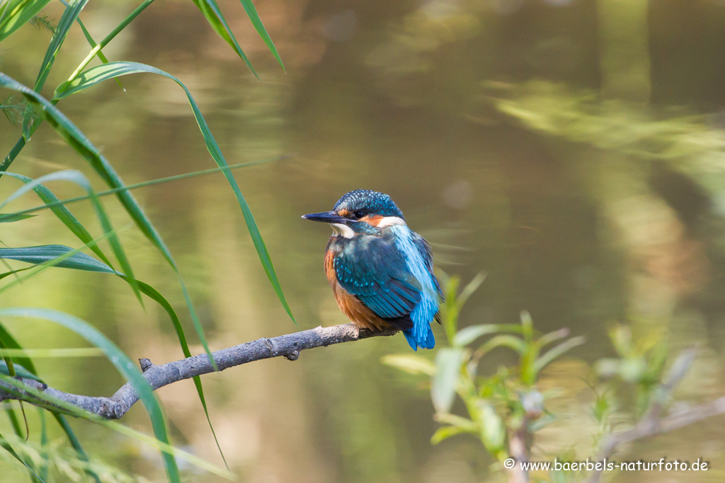 Eisvogel