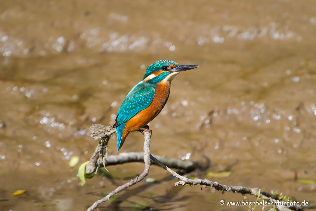 Eisvogel