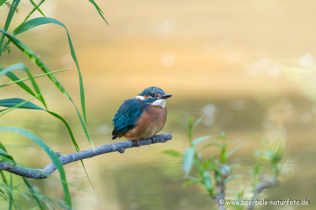 Eisvogel