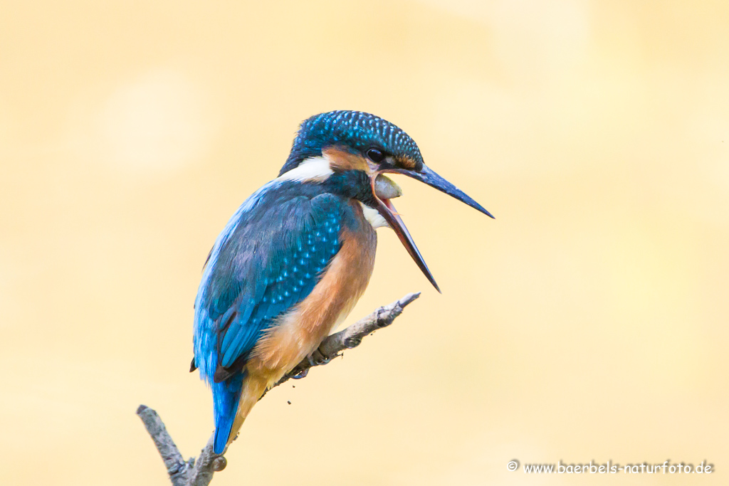 Eisvogel