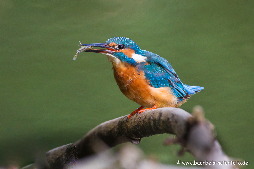 Eisvogel