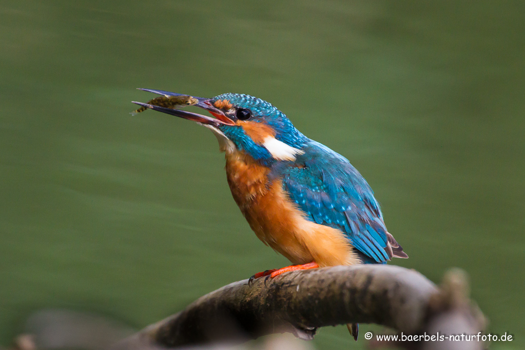 Eisvogel