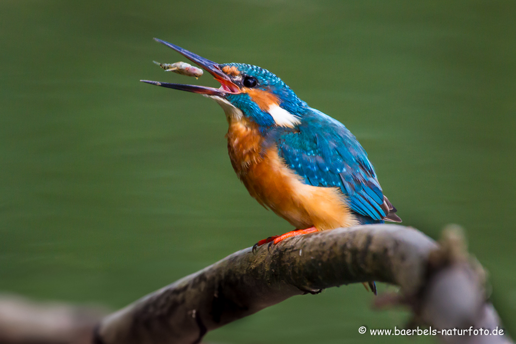 Eisvogel