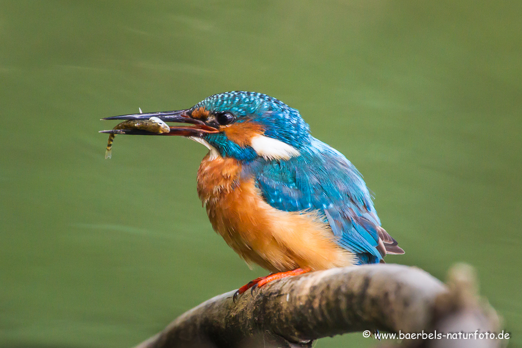 Eisvogel