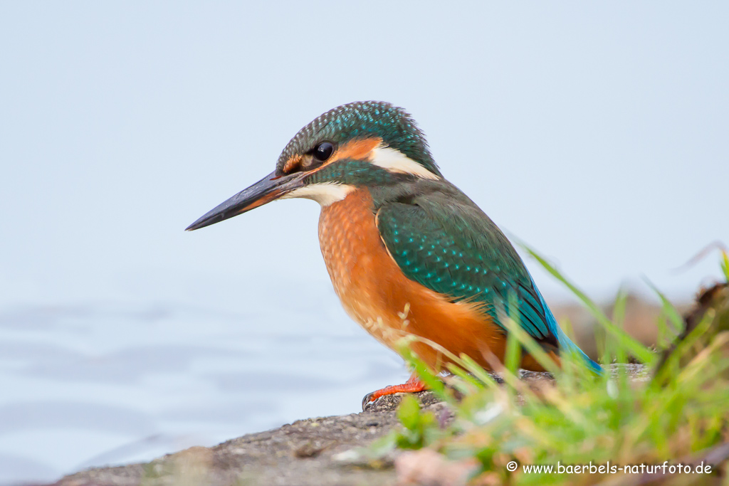 Eisvogel