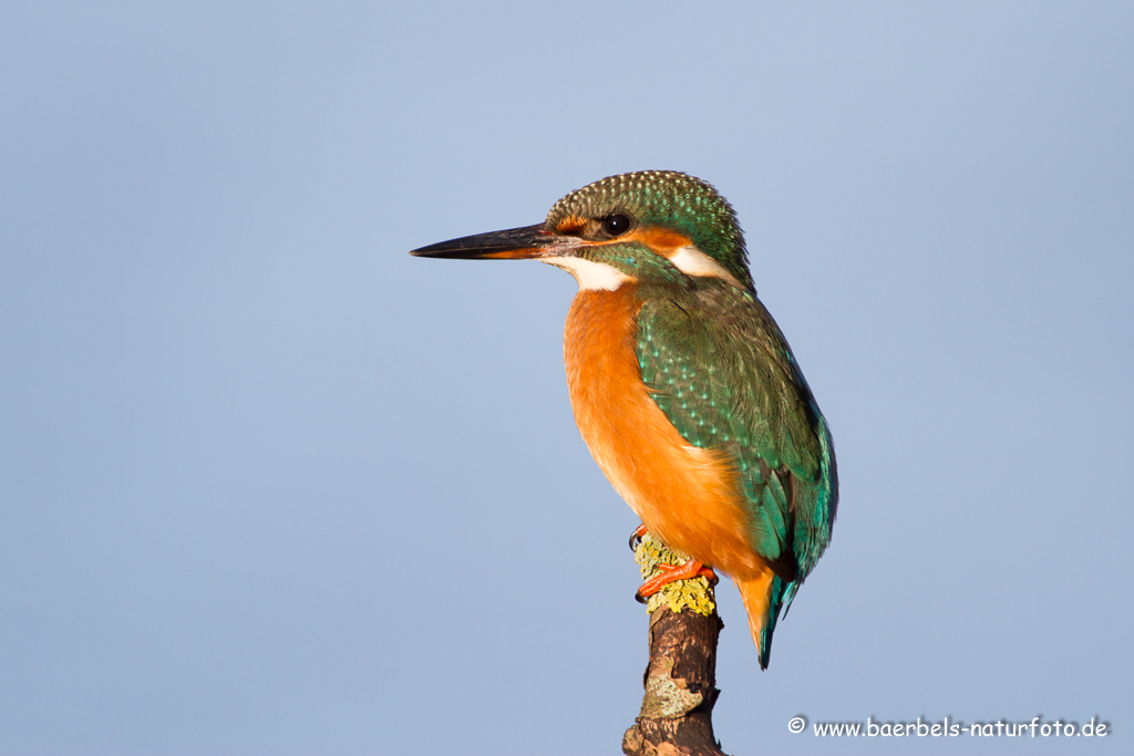 Eisvogel