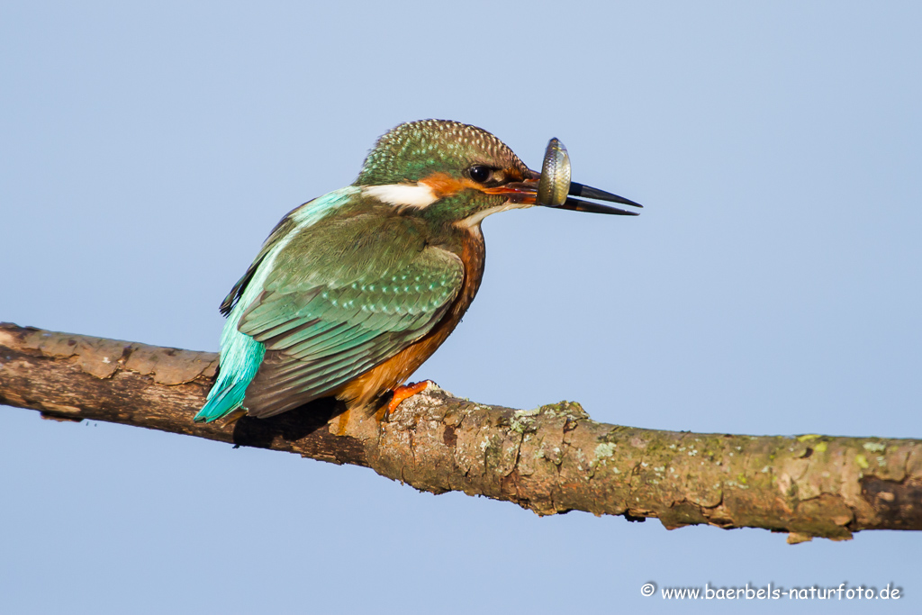 Eisvogel