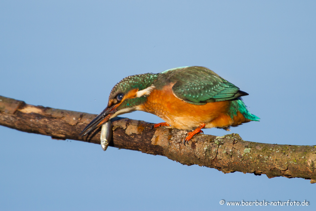 Eisvogel