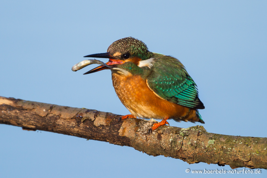 Eisvogel