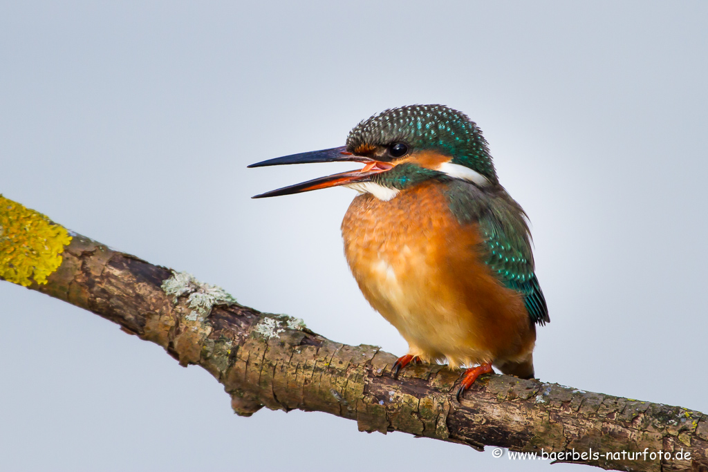 Eisvogel