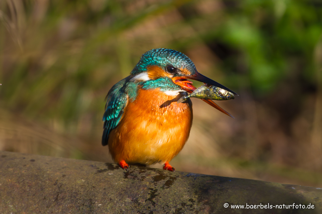 Eisvogel