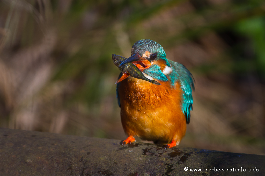 Eisvogel