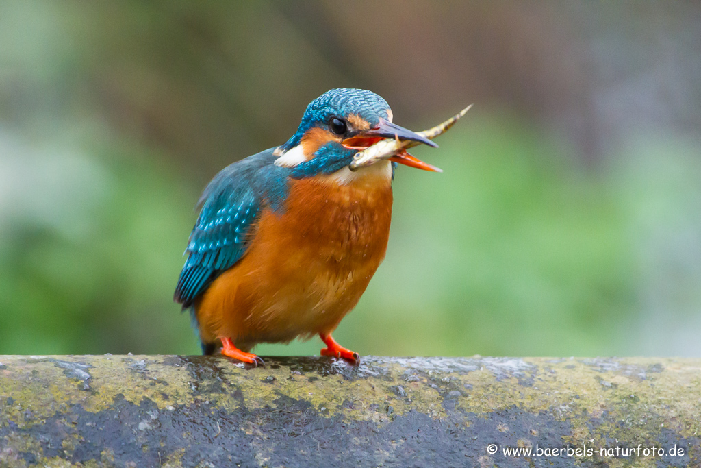 Eisvogel