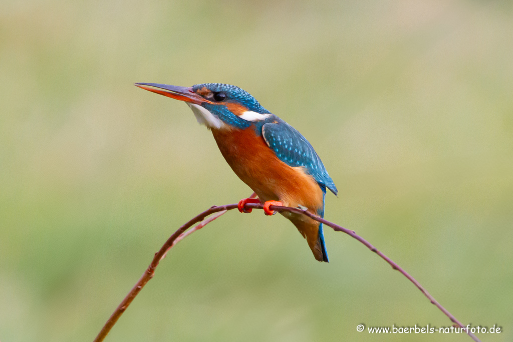 Eisvogel