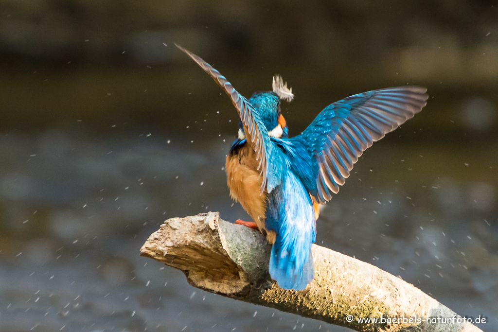 Eisvogel