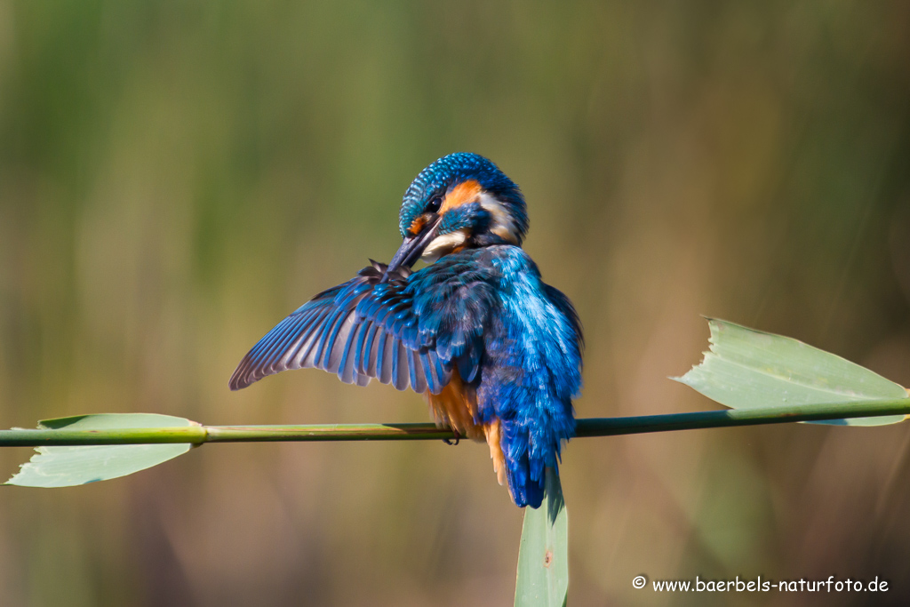 Eisvogel