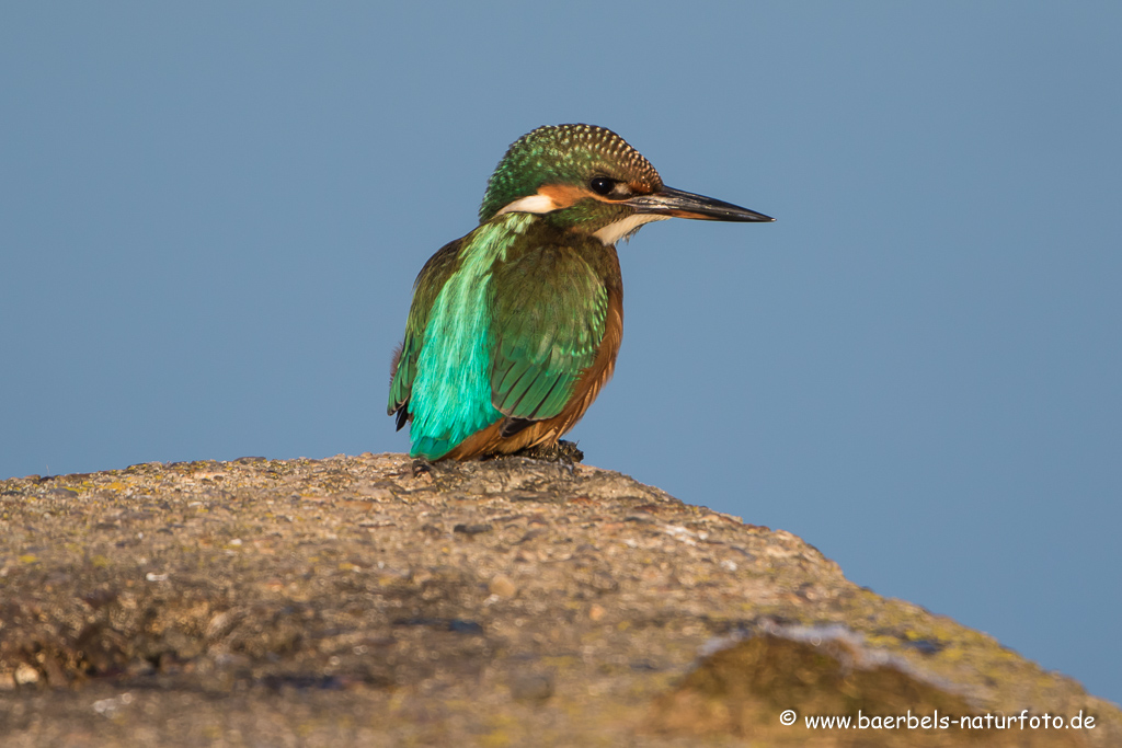 Eisvogel