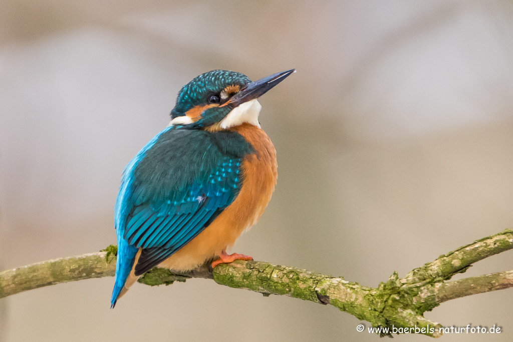 Eisvogel