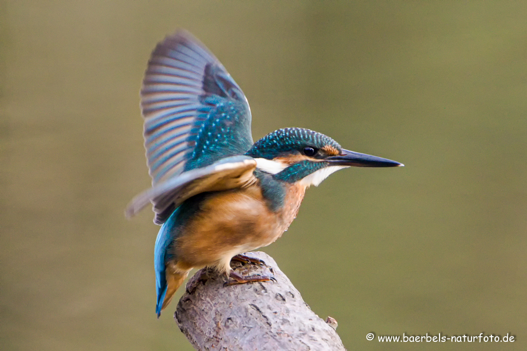 Eisvogel