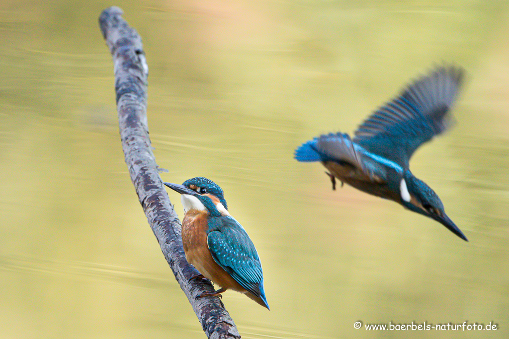 Eisvogel