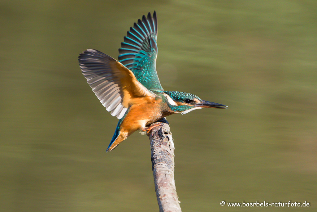 Eisvogel