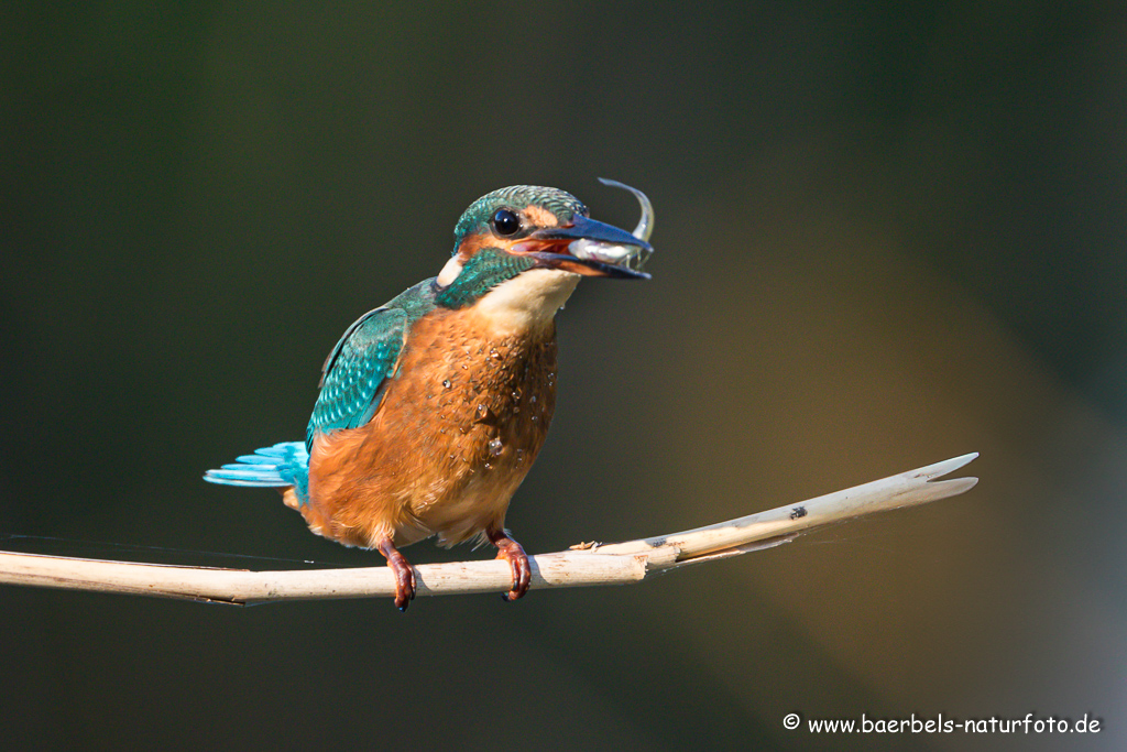 Eisvogel