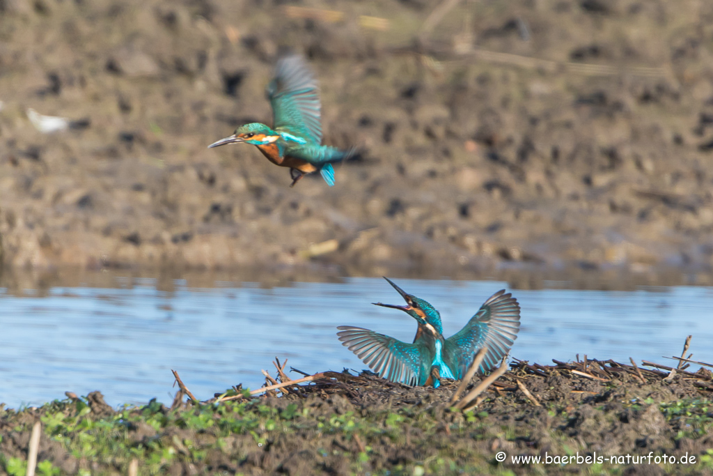 Eisvogel