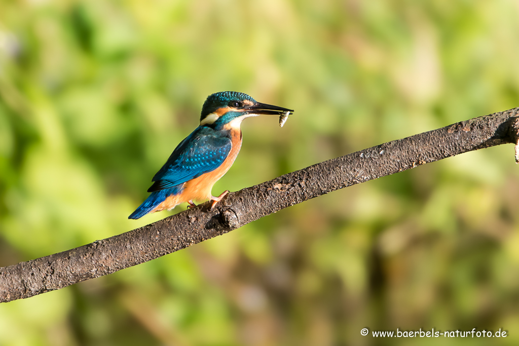 Eisvogel