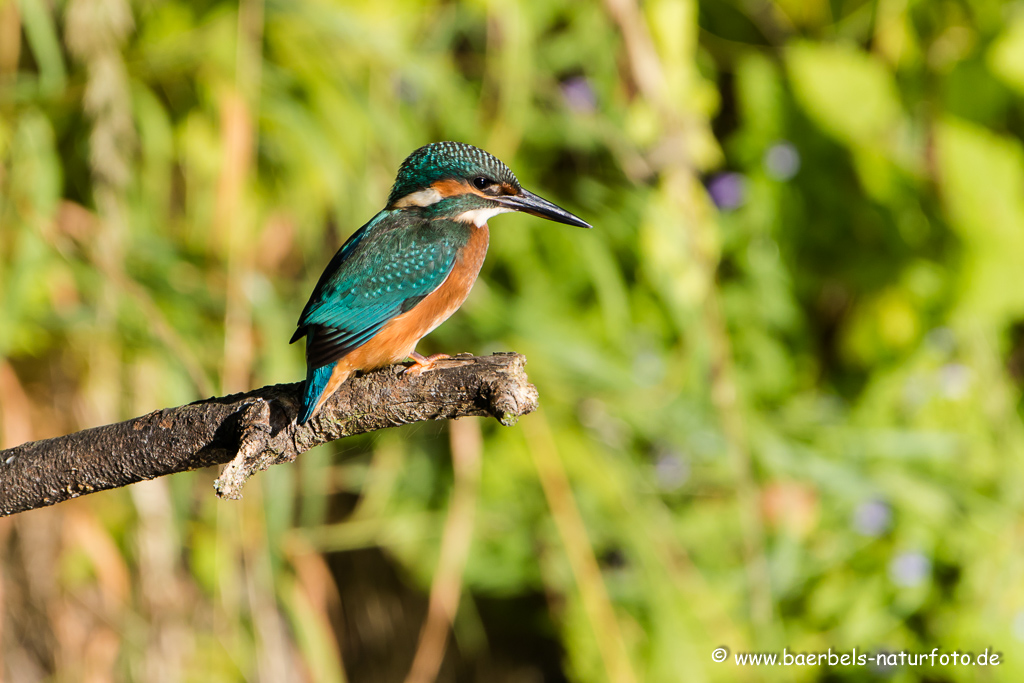 Eisvogel