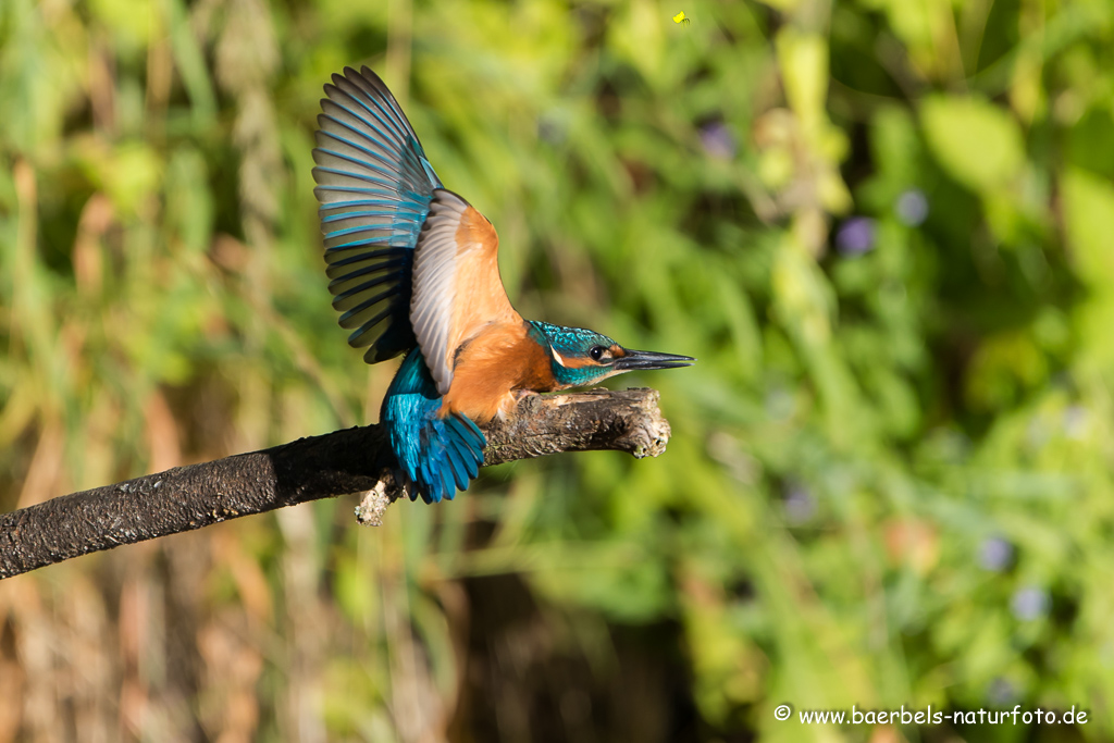 Eisvogel