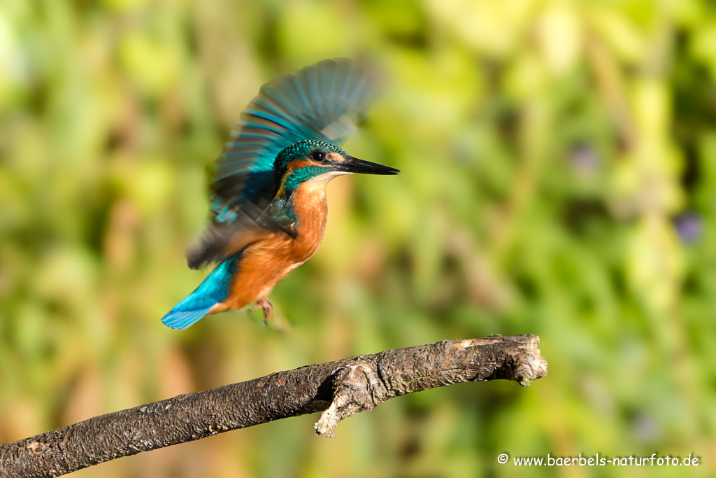 Eisvogel