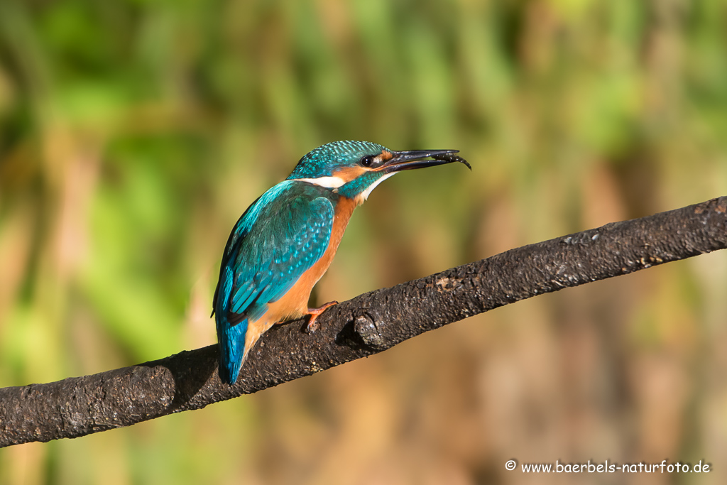 Eisvogel