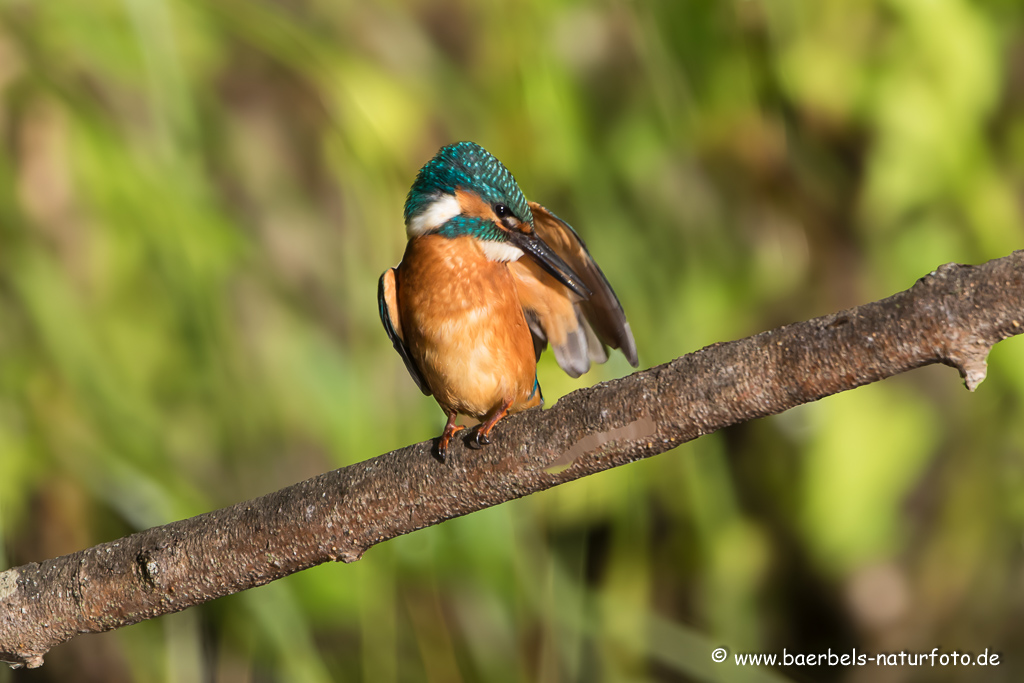 Eisvogel