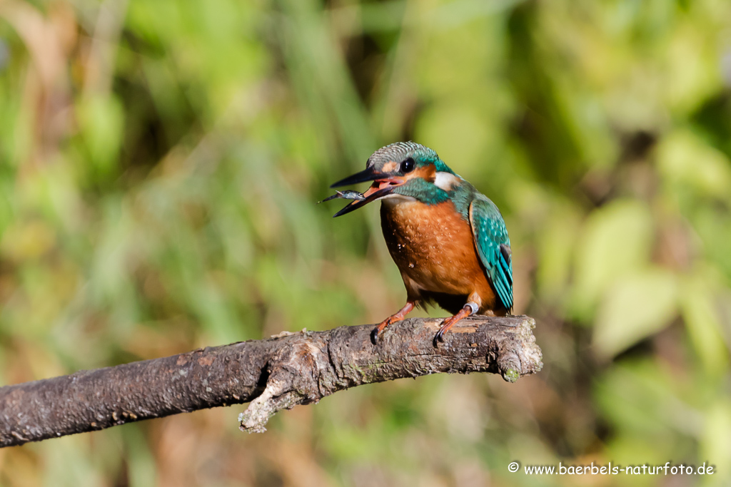 Eisvogel